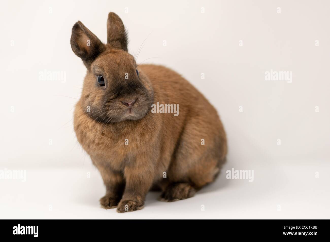 Gros plan d'un lapin nain brun Banque D'Images