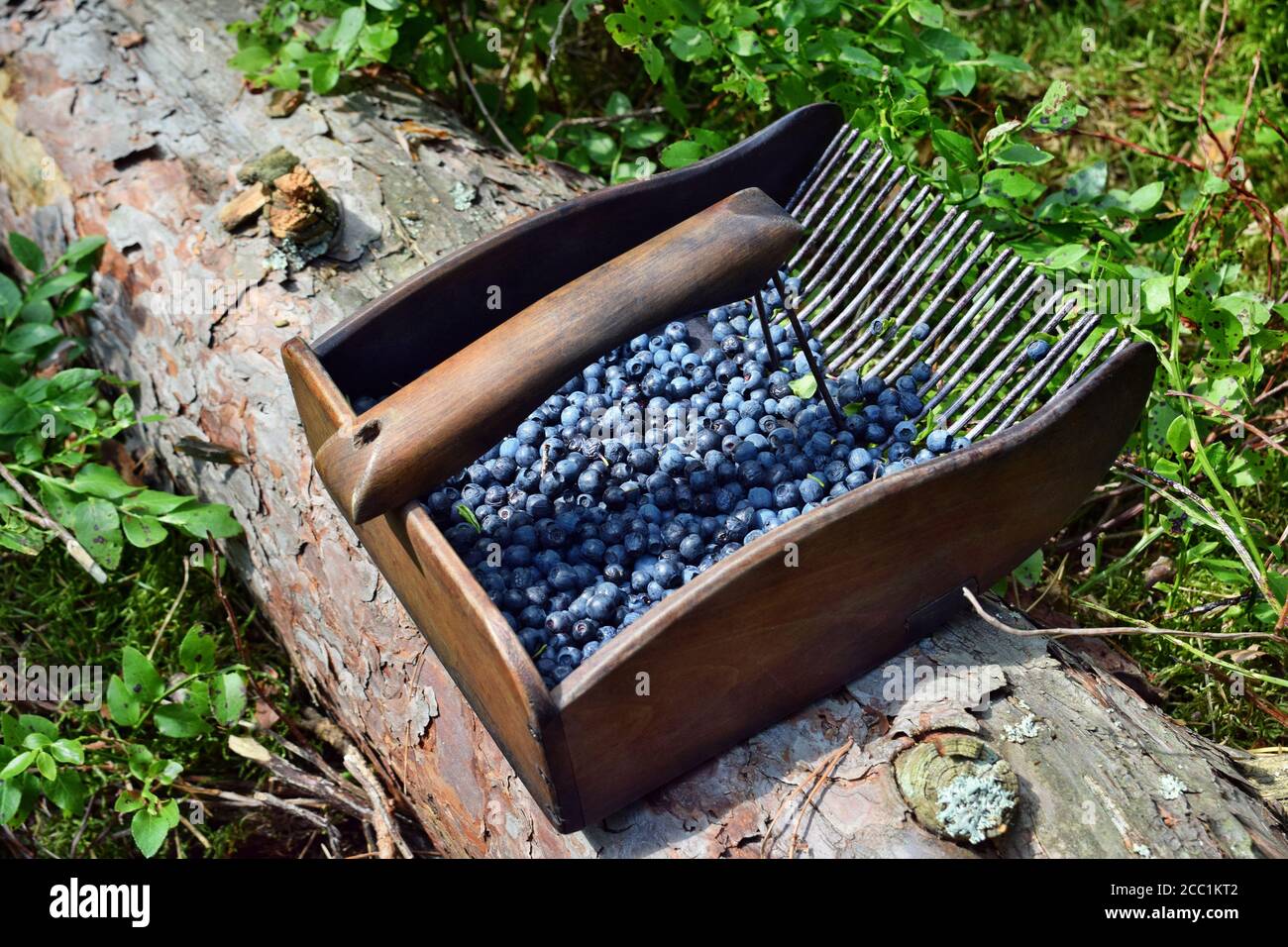 Peigne spécial pour cueillir des bleuets dans la forêt Photo Stock - Alamy