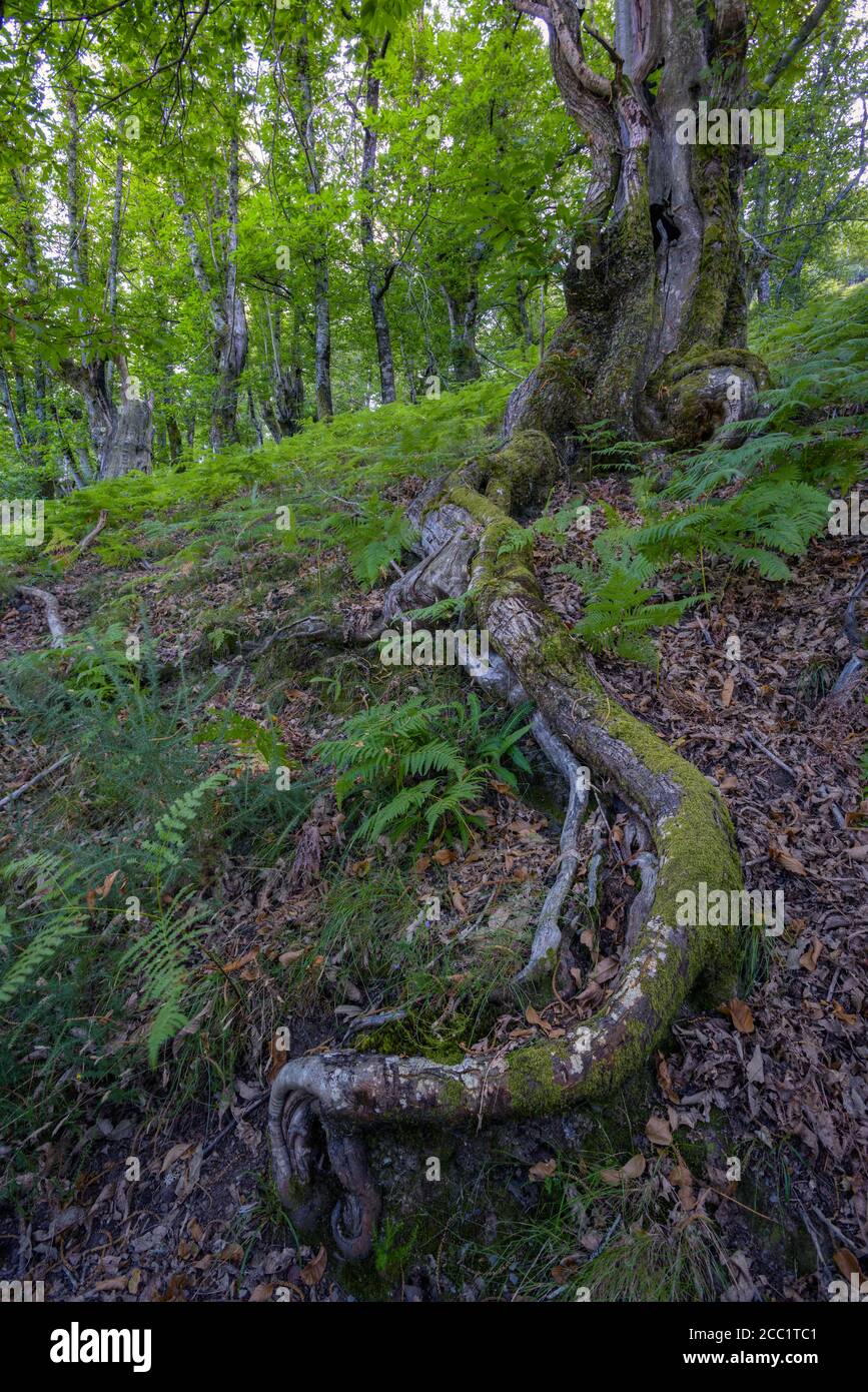 Longue et tordue racine peu profonde d'un chêne dans un Ancienne forêt caduque indigène galicien Banque D'Images