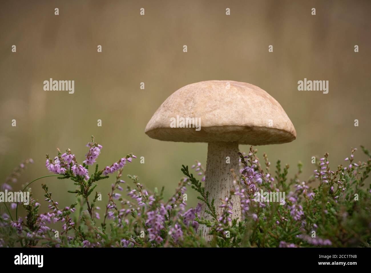 Bolete de bouleau, Leccenium versipelle Banque D'Images