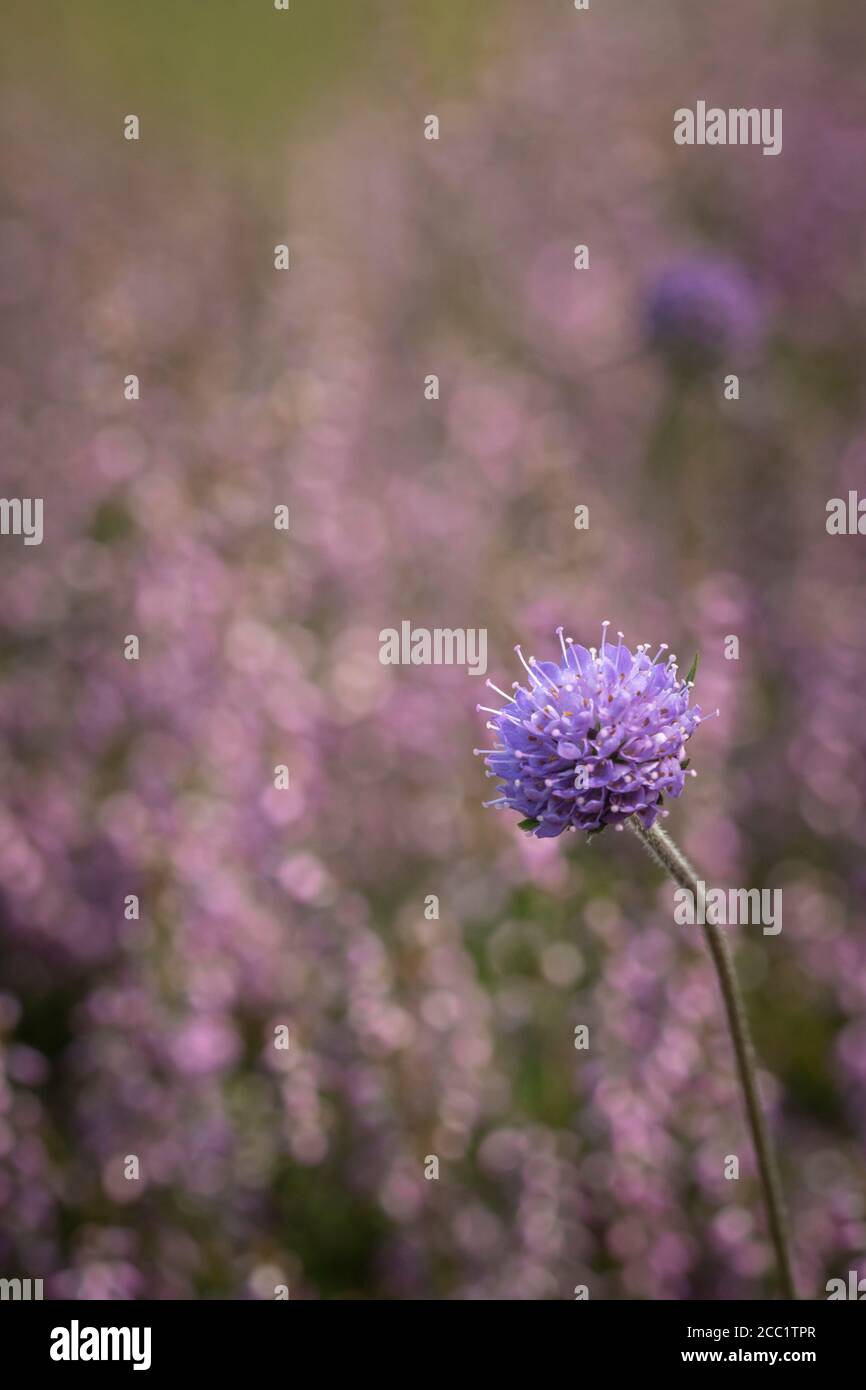 Devil's-bit Scabious plants Succisa pratensis, fin de l'été en Écosse, fond de bruyère florale Banque D'Images