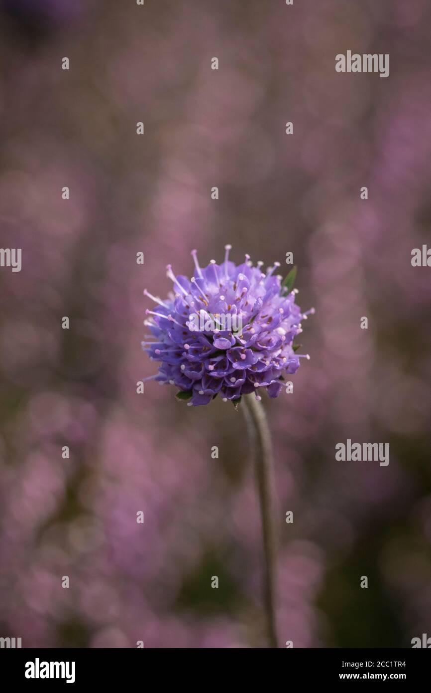 Devil's-bit Scabious plants Succisa pratensis, fin de l'été en Écosse, fond de bruyère florale Banque D'Images