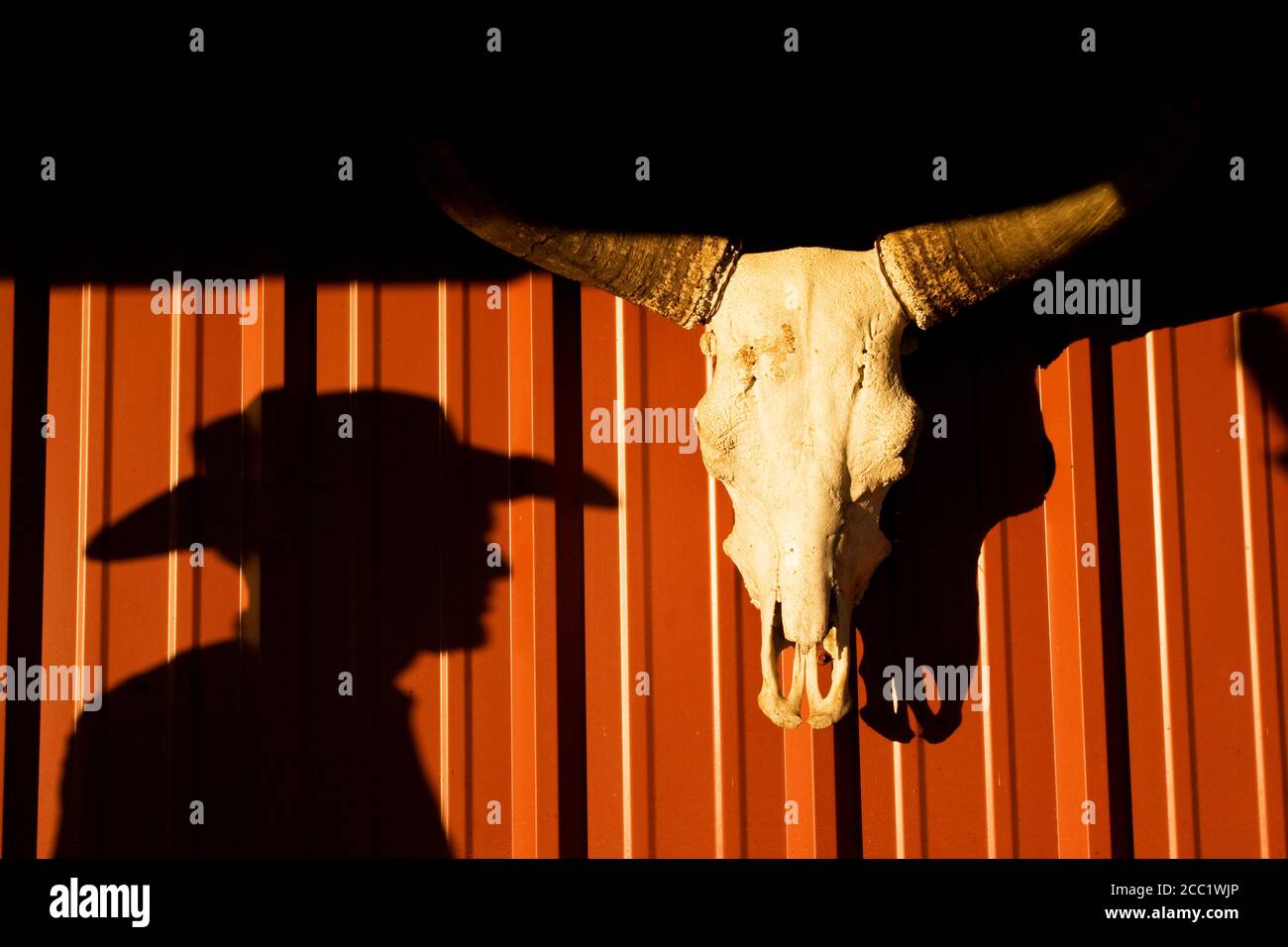 États-unis, Texas, Dallas, crâne de vache sur le mur Banque D'Images