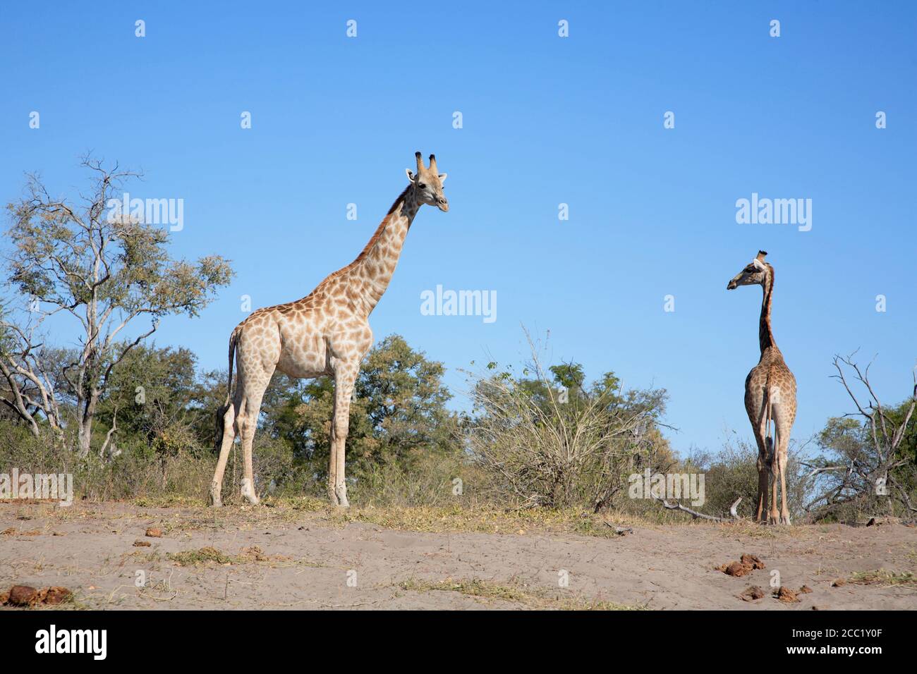 L'Afrique, Botswana, Okavango Delta, deux girafes Banque D'Images