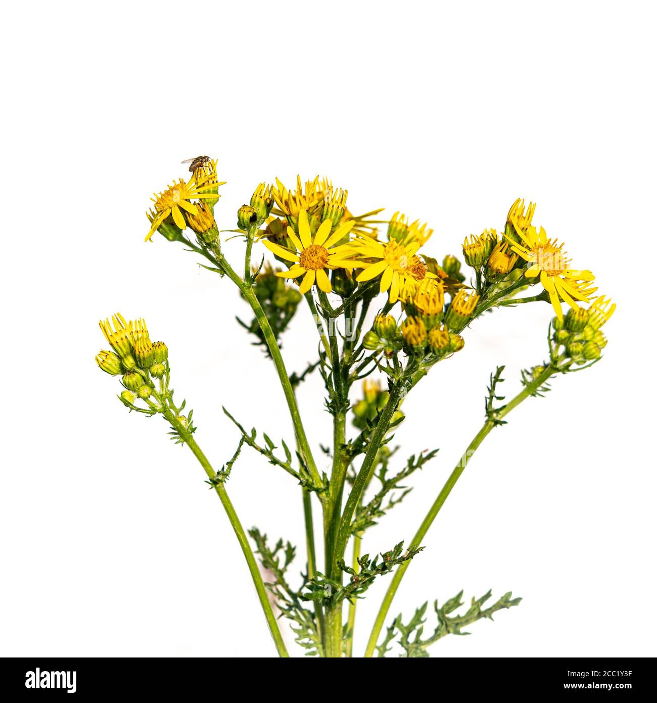 Fleur de ragwort avec mouche Banque D'Images