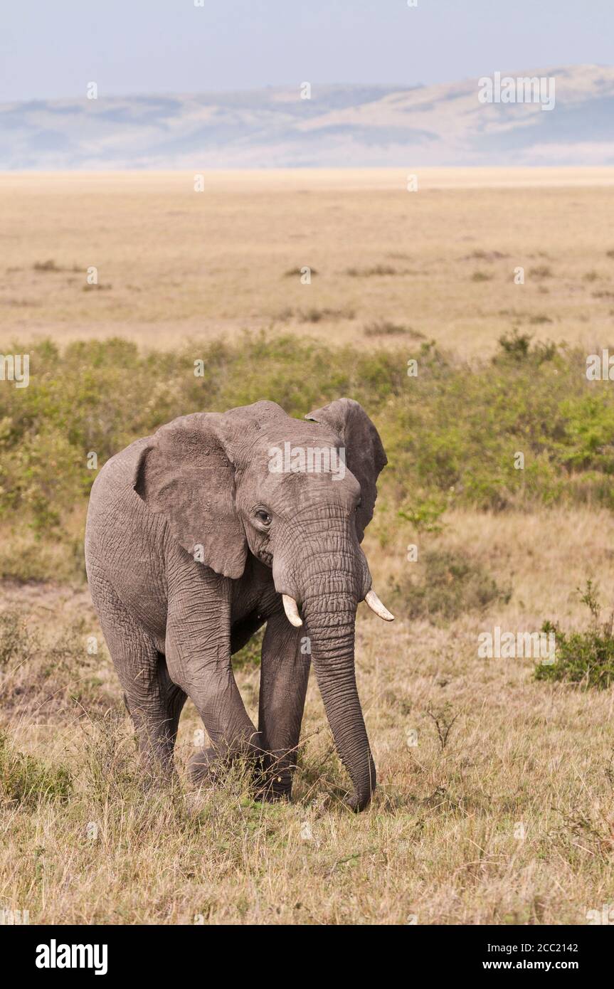 L'Afrique, le Kenya, l'éléphant au parc national du Masai Mara Banque D'Images