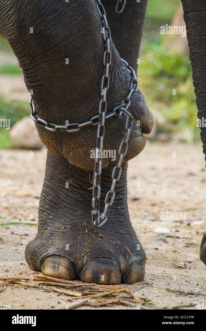 La Thaïlande, Chiang Mai, Elephant jambes dans la chaîne au niveau de Maesa Elephant Camp Banque D'Images
