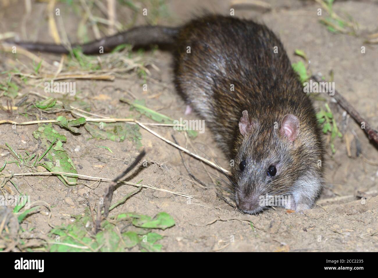 rat brun Banque D'Images