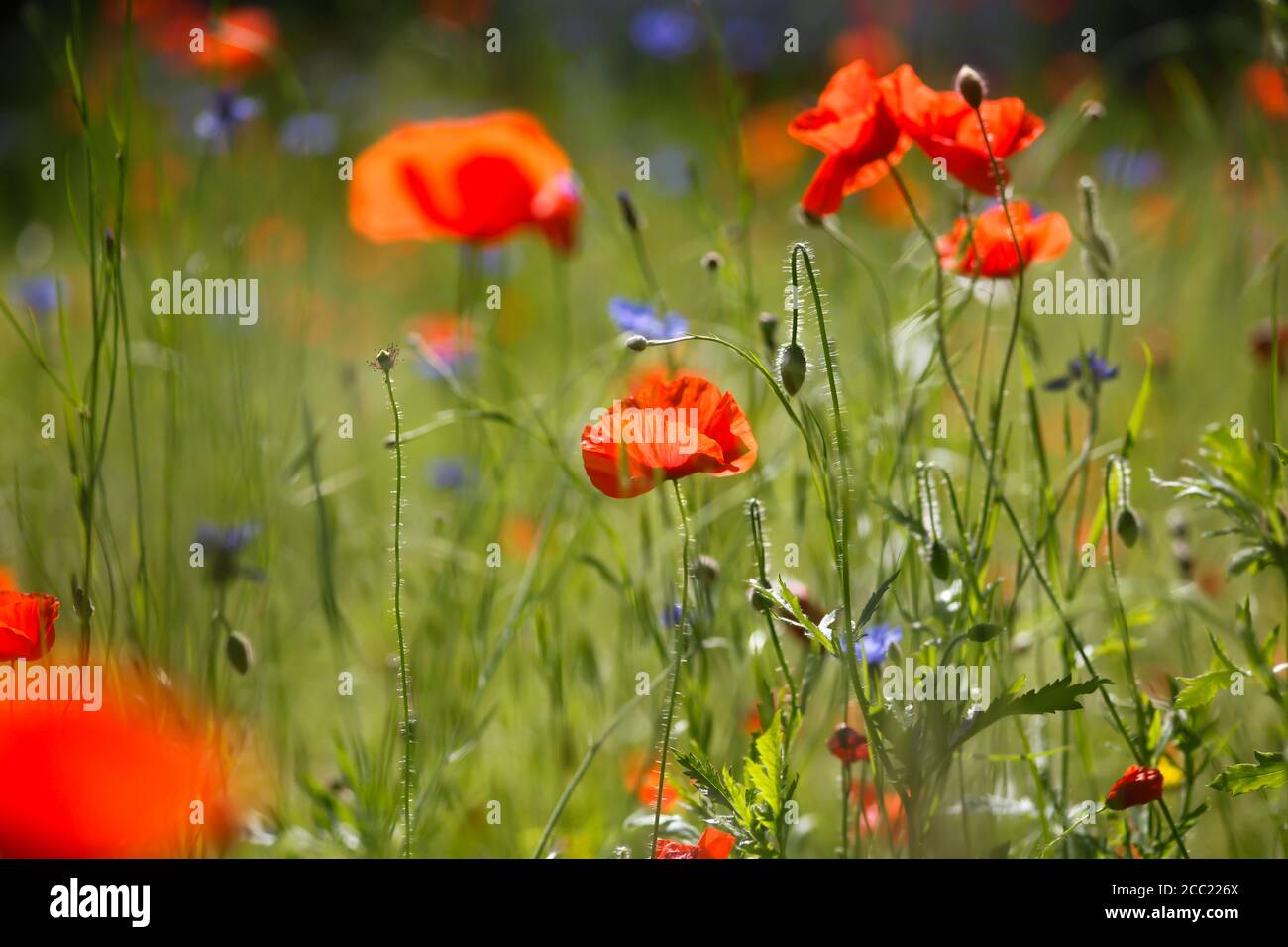 L'Allemagne, le maïs poppies in wheat field Banque D'Images