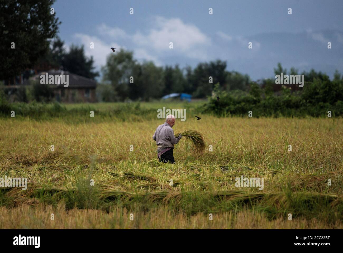 Gilan, Iran. 16 août 2020. Un agriculteur récolte du riz dans un champ de la province de Gilan, en Iran, le 16 août 2020. Credit: Ahmad Halabisaz/Xinhua/Alamy Live News Banque D'Images