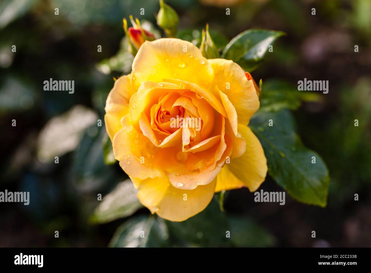 Allemagne, Hesse, goutte d'eau sur les fleurs rose orange Banque D'Images