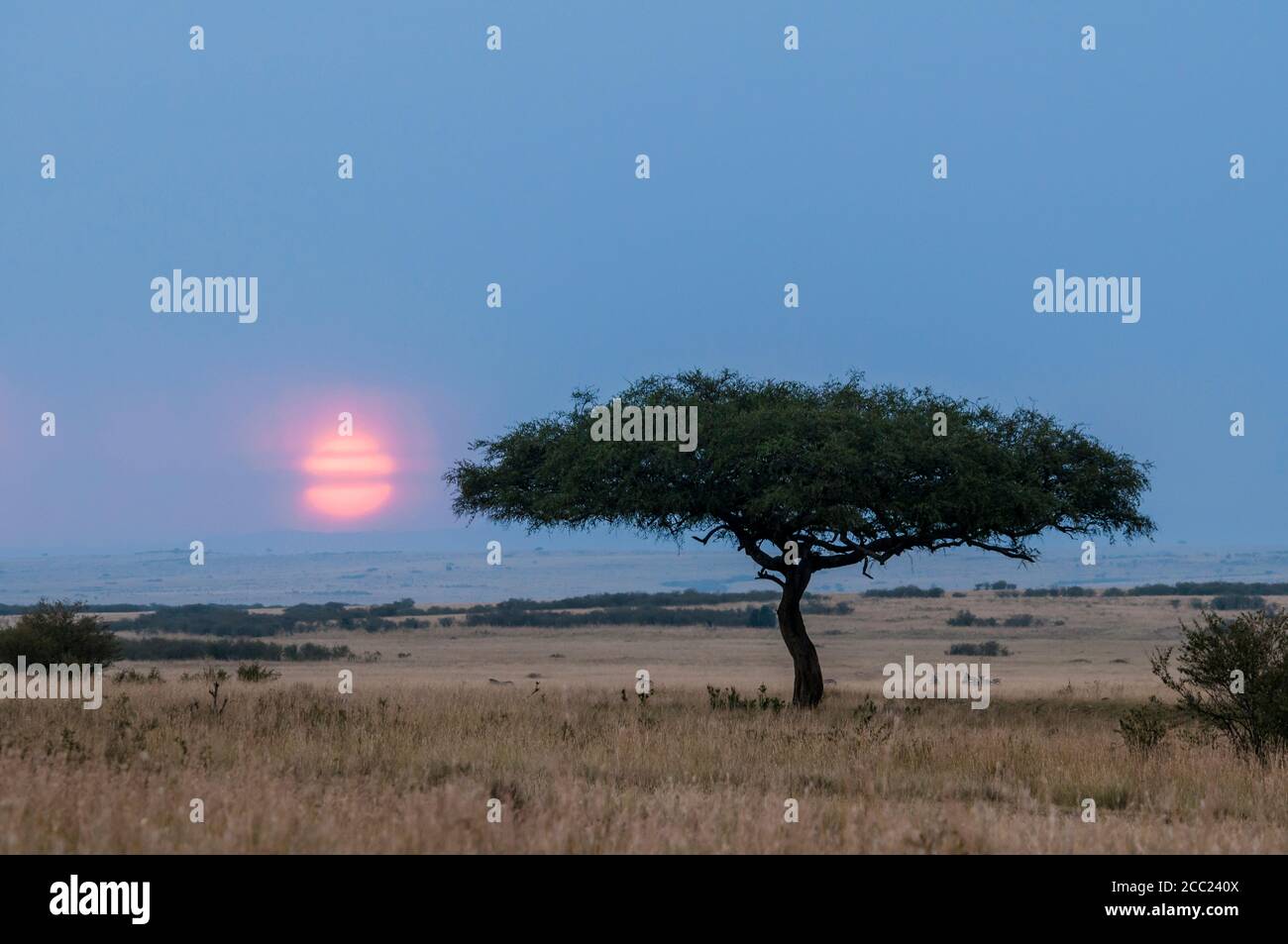 Afrique, Kenya, coucher de soleil au parc national de Maasai Mara Banque D'Images