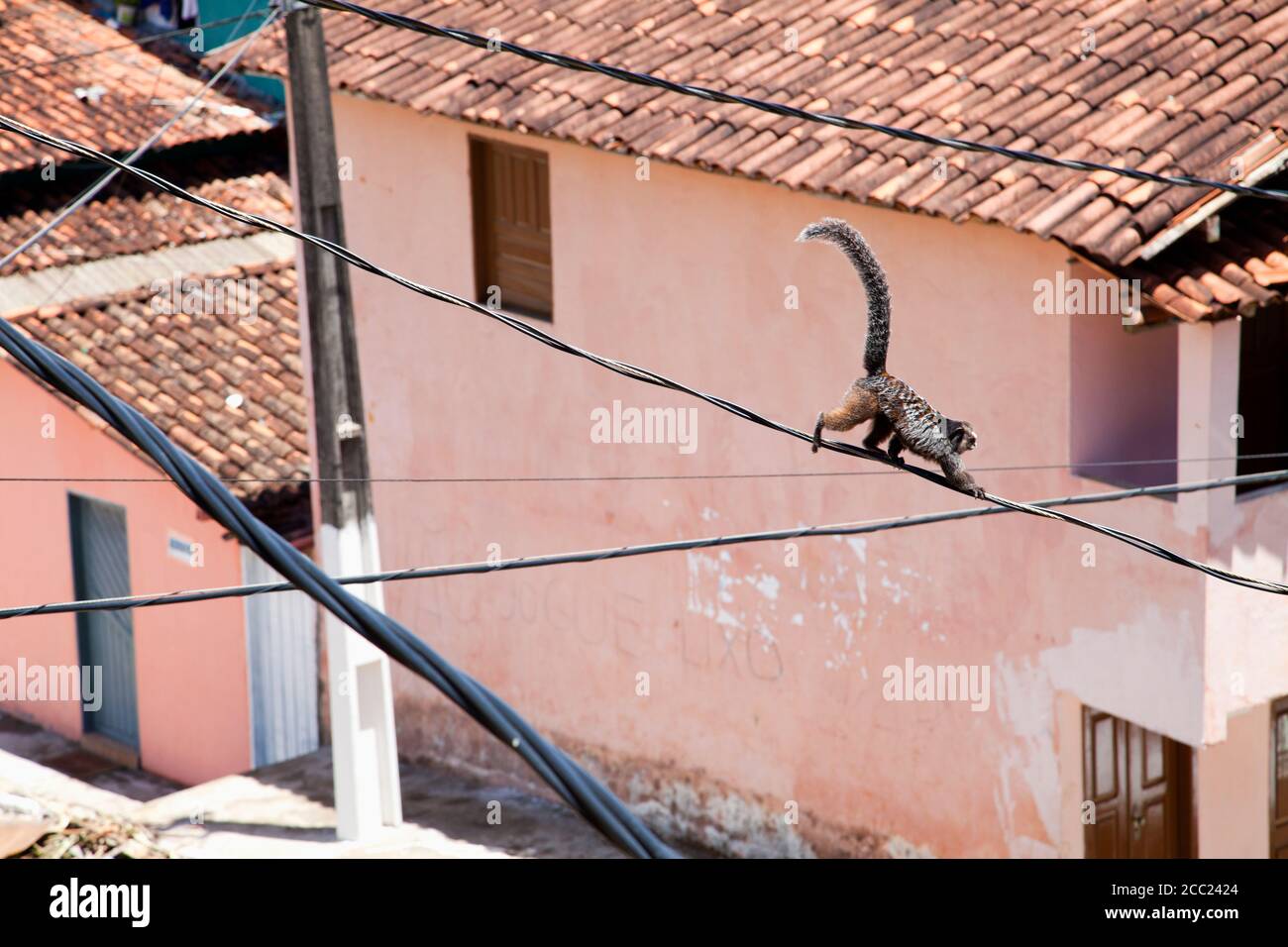 Brésil, Bahia, Monkey escalade sur les lignes électriques Banque D'Images