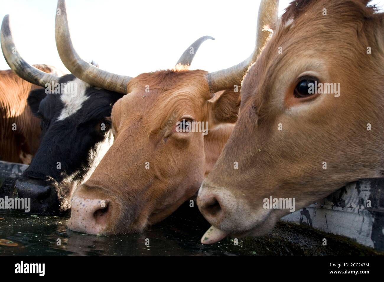 États-unis, Texas, Dallas, Texas Longhorn Vache (Bos taurus) Banque D'Images