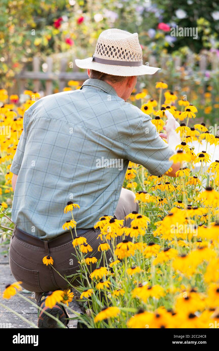 Jardinier senior cueillant des fleurs jaunes dans un jardin de la lumière du matin : concentrez-vous sur la tête de l'homme Banque D'Images