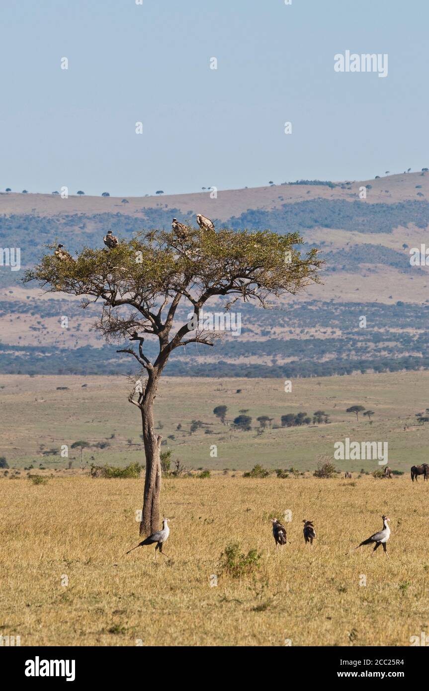 L'Afrique, le Kenya, les vautours sur Umbrella Thorn Acacia tree à Parc national du Masai Mara Banque D'Images