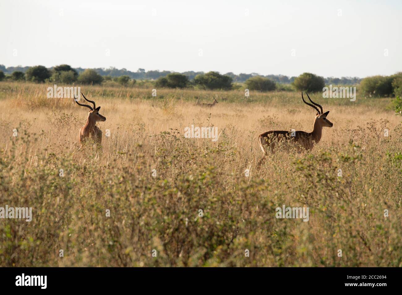 L'Afrique, Botswana, Okavango Delta, cobes lechwes rouges dans l'herbe Banque D'Images