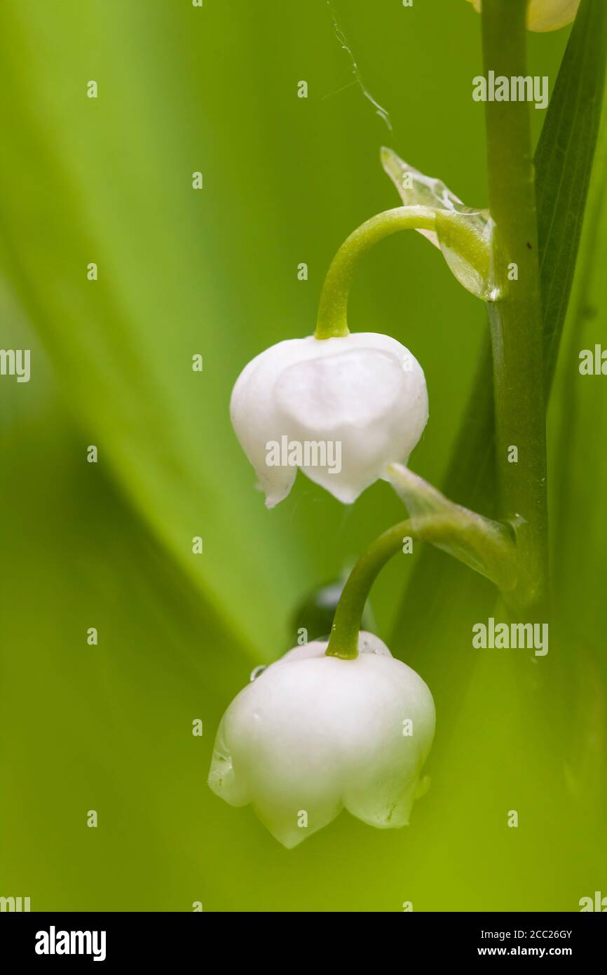 Allemagne, Hesse, lys de la vallée, Fuldabrueck Banque D'Images