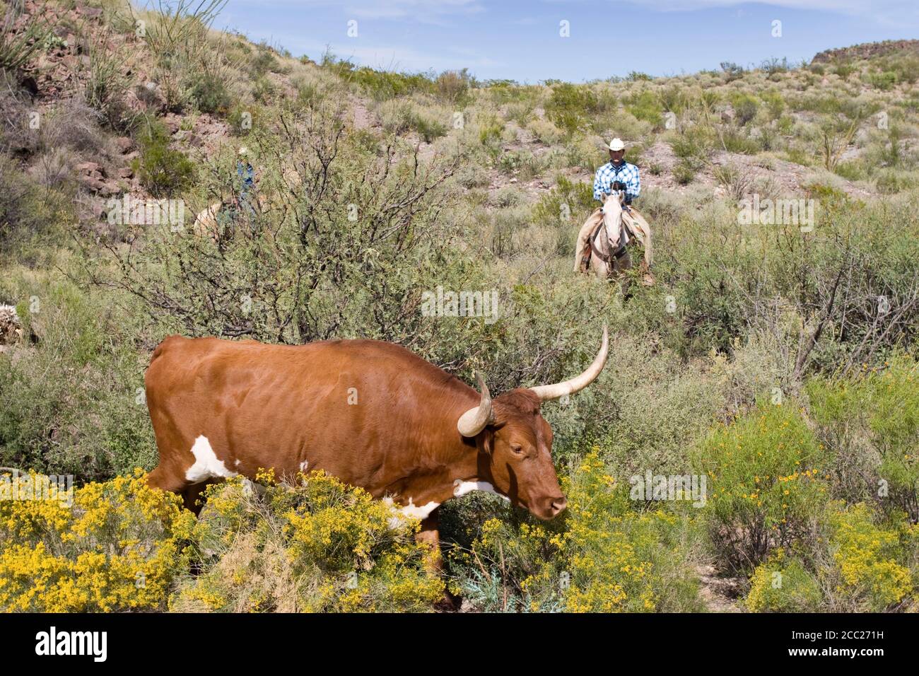 États-unis, Texas, Dallas, Texas Longhorn et Cowboy Vache (Bos taurus) Banque D'Images