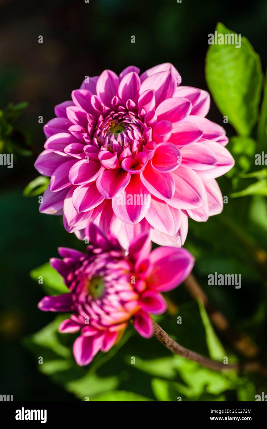 Allemagne, Hesse, Dahlia fleur, Close up Banque D'Images