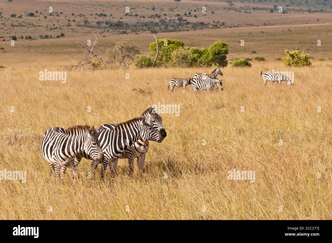 Afrique, Kenya, Groupe de zèbre des plaines au Parc National du Masai Mara Banque D'Images