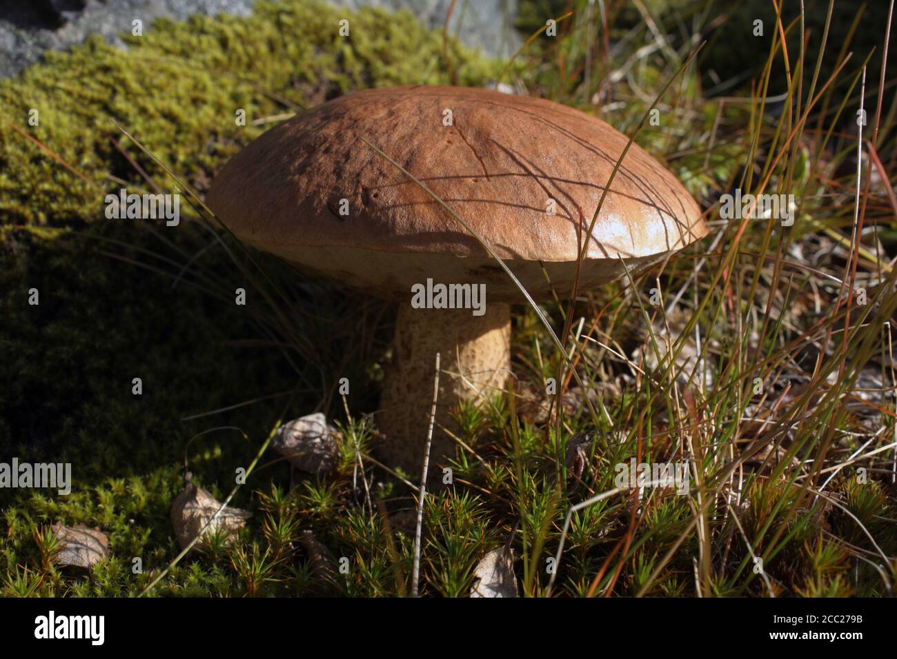 Le sud du Groenland, Tasermiut Fjord, champignons, Close up Banque D'Images