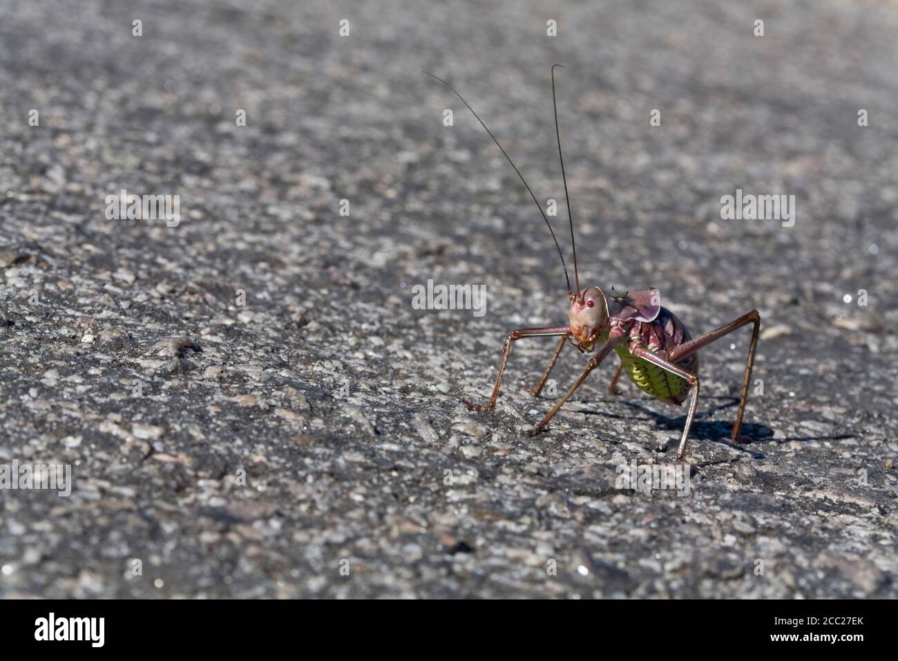 L'Afrique, la Namibie, l'Armored Cricket (Tettigoniidae), close-up Banque D'Images