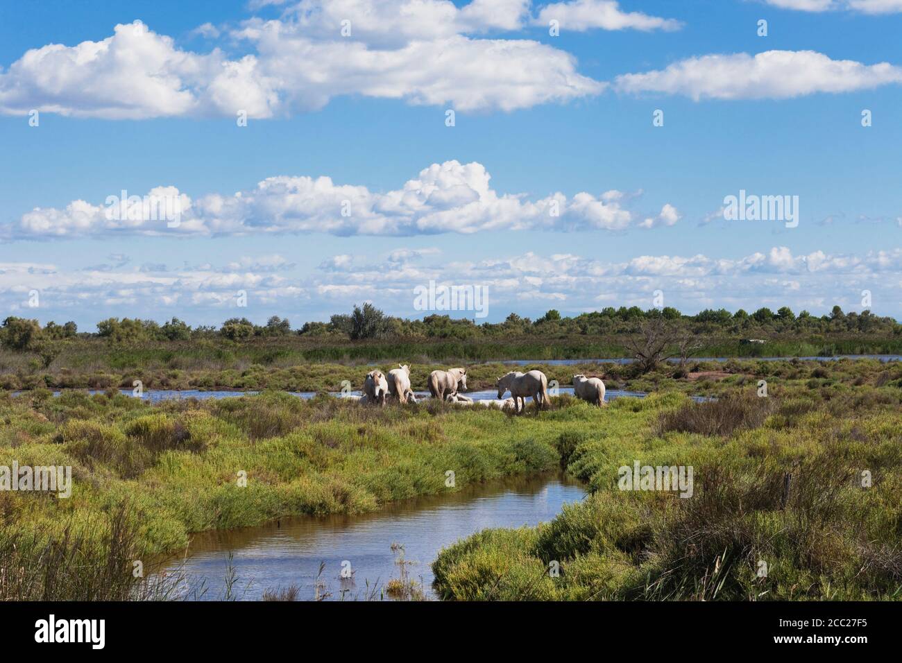 En France, en Camargue, chevaux camargue en vue de paysage marécageux Banque D'Images