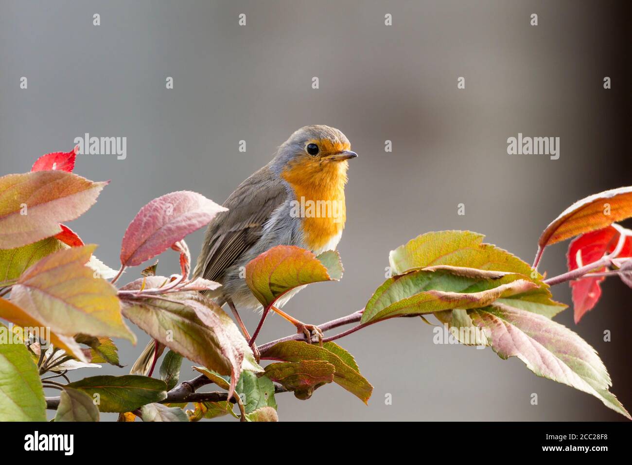 Allemagne, Robin Bird perching sur la branche Banque D'Images