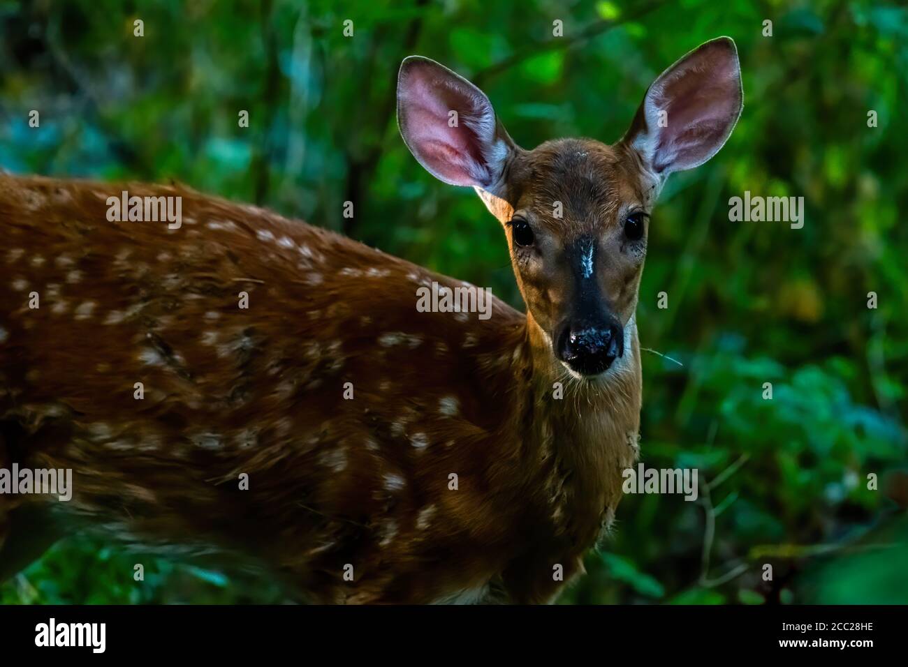 Gros plan d'un cerf de Virginie (Odocoileus virginianus) fauve dans une forêt du Michigan, aux États-Unis. Banque D'Images