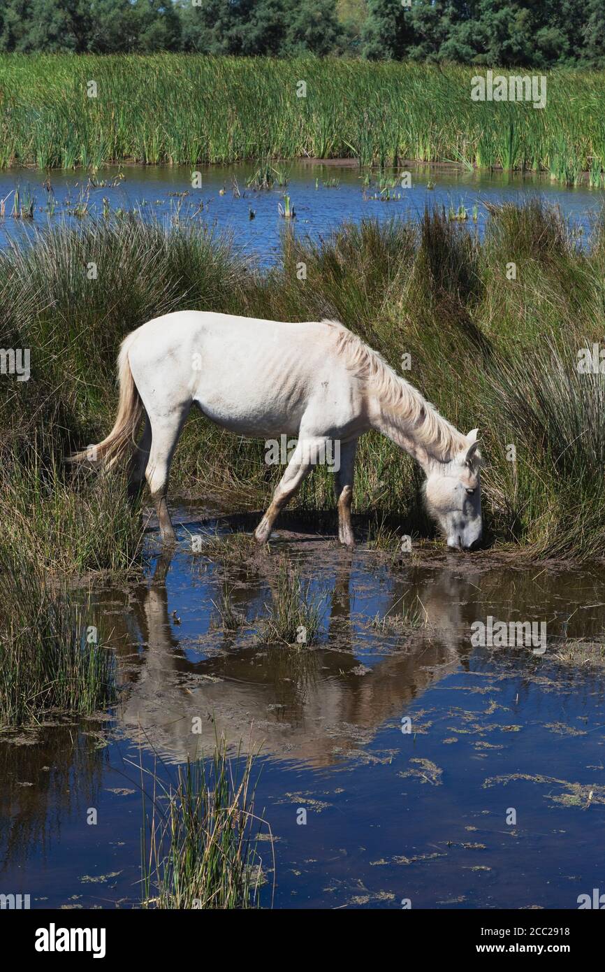 En France, en Camargue, chevaux camargue en vue de paysage marécageux Banque D'Images
