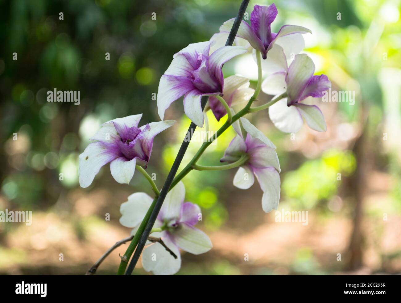 Belles orchidées blanches et pourpre et ramification dans le jardin Contre UN arrière-plan flou Banque D'Images