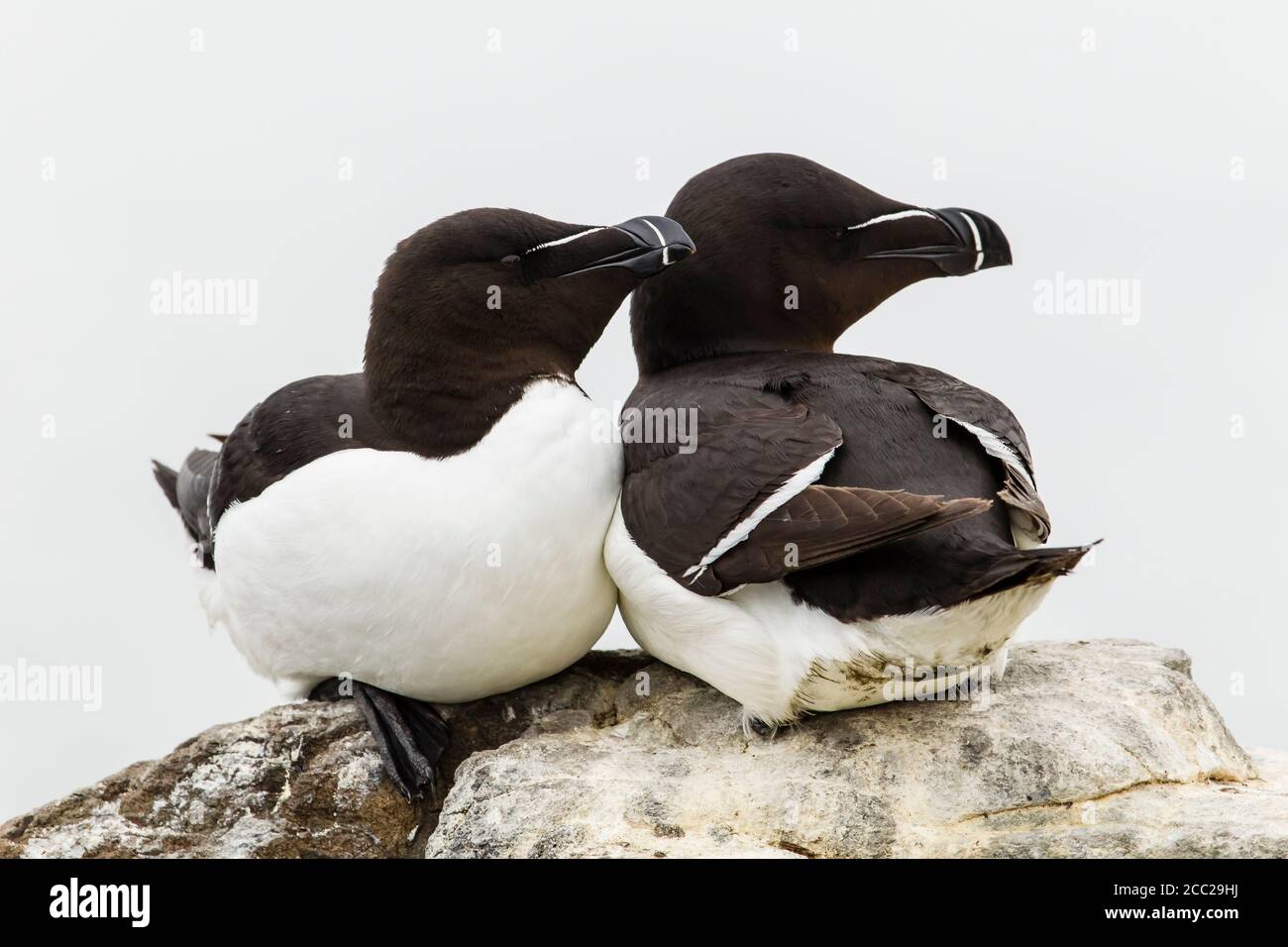 En Angleterre, Northumberland, le Petit Pingouin on rock Banque D'Images