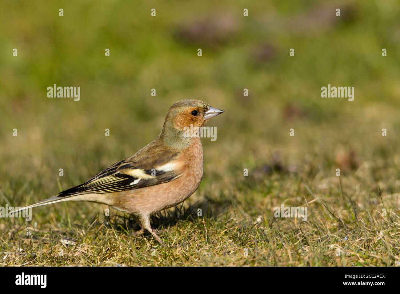 Allemagne, Hesse, Chaffinch bird perching on grass Banque D'Images