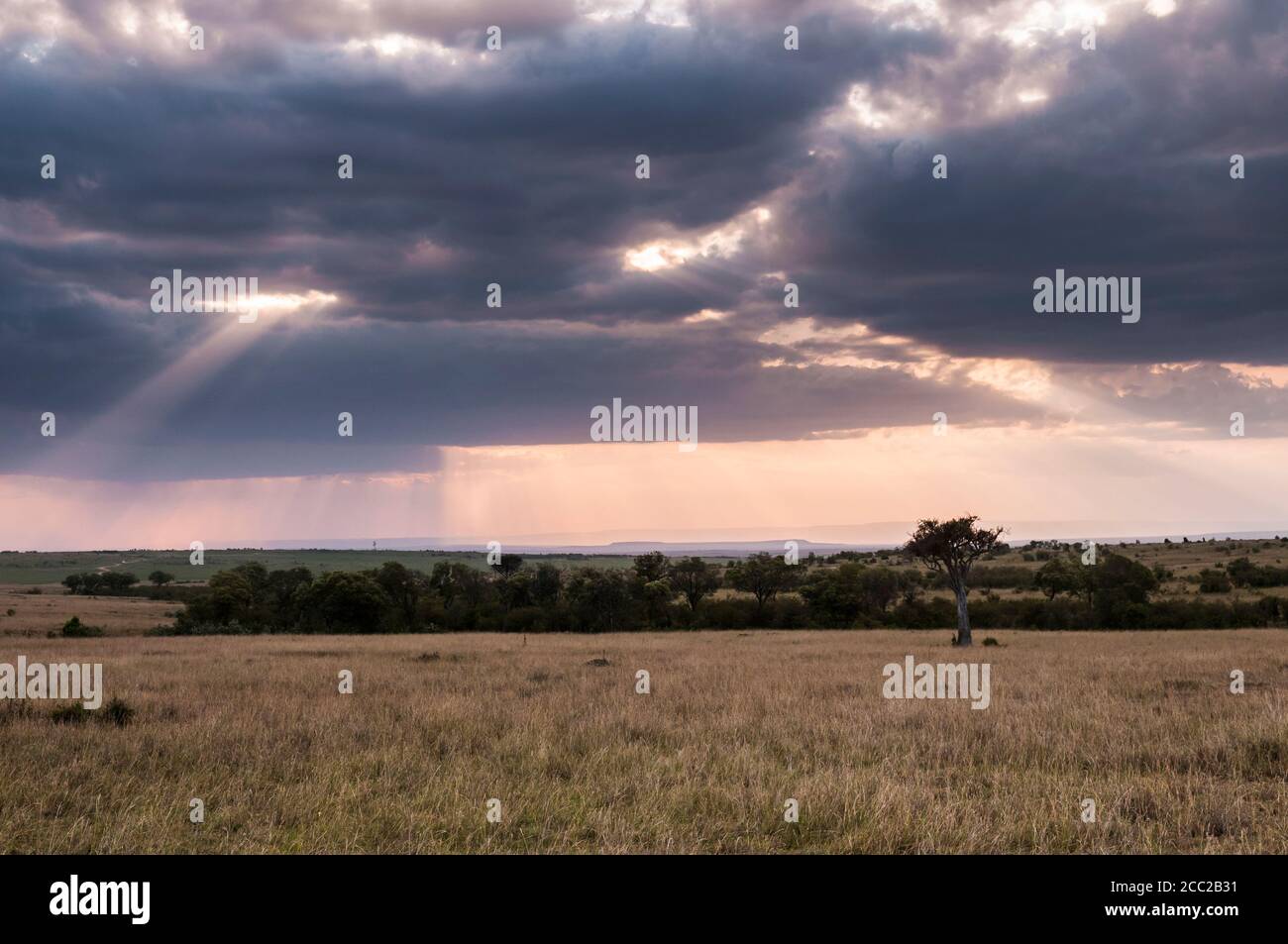 Afrique, Kenya, vue de paysage de savane au Parc National du Masai Mara Banque D'Images