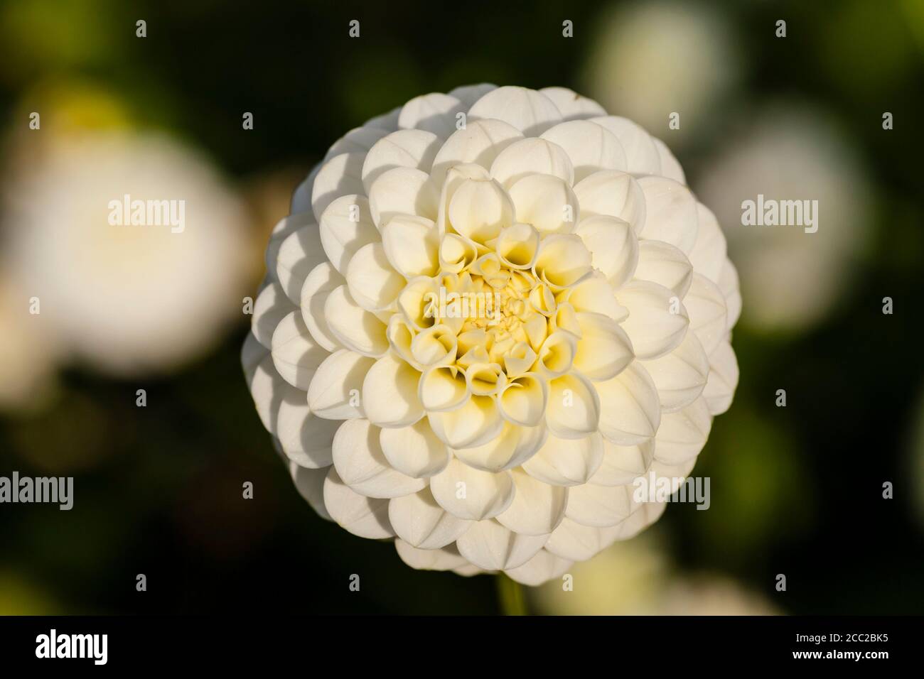 Allemagne, Hesse, Dahlia fleur, Close up Banque D'Images