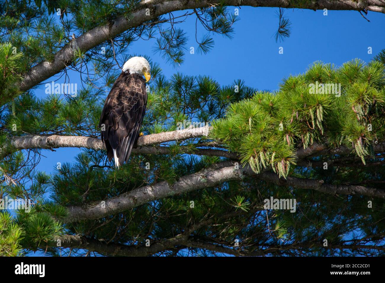 Pygargue à tête blanche (Haliaeetus leucocephalus) en perching sur branche à la recherche de poissons sur le Rainbow Flowage dans le nord du Wisconsin, horizontal Banque D'Images