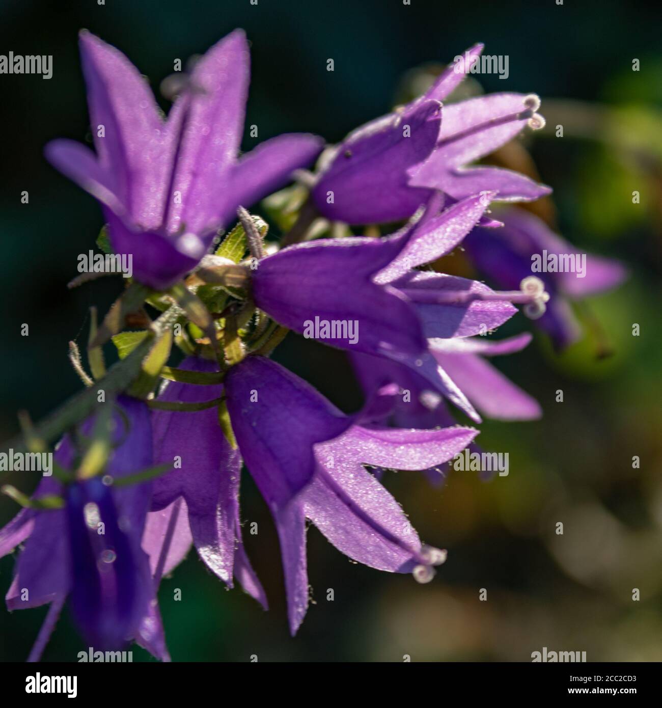 Mise au point douce de fleurs de rampion pourpre (Campanula rapunculus) sur un arrière-plan flou Banque D'Images