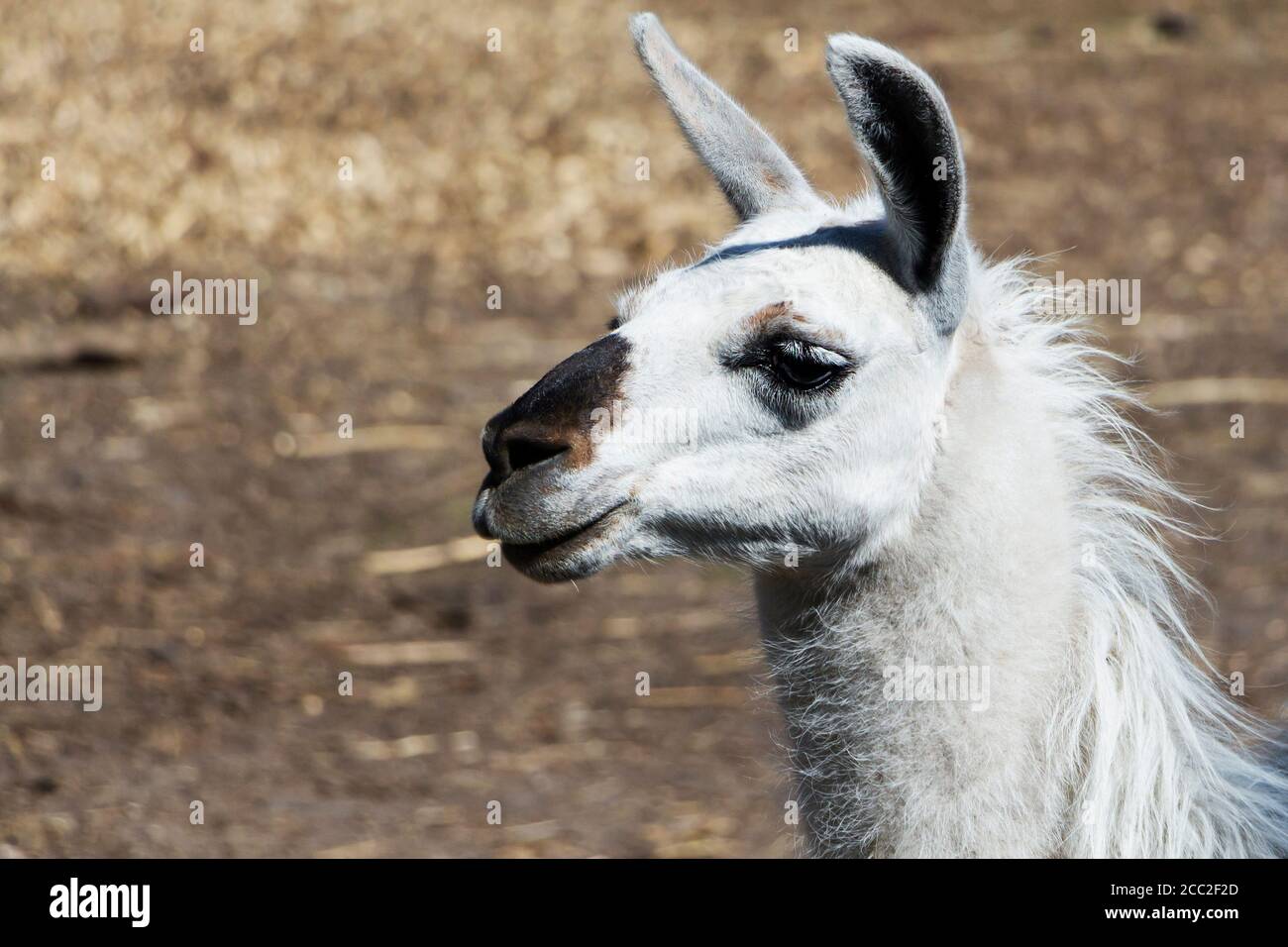 belle lama animale, blanche, gros plan. Banque D'Images