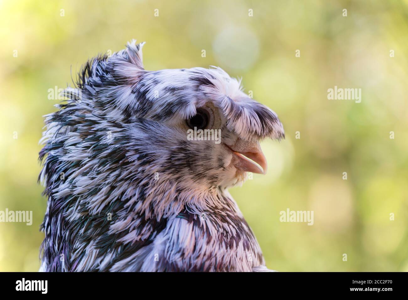 French Fantail pigeon gros plan, l'arrière-plan est flou. Banque D'Images