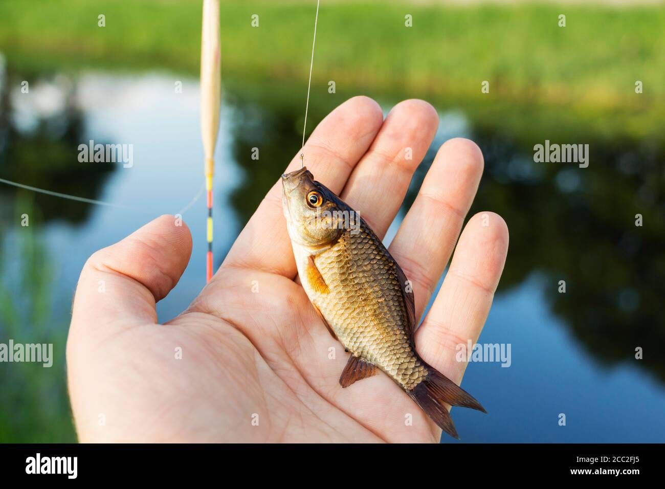 Rever D attraper Un Poisson à La Main petit poisson dans les mains d'un pêcheur sur le fond de la rivière Photo  Stock - Alamy