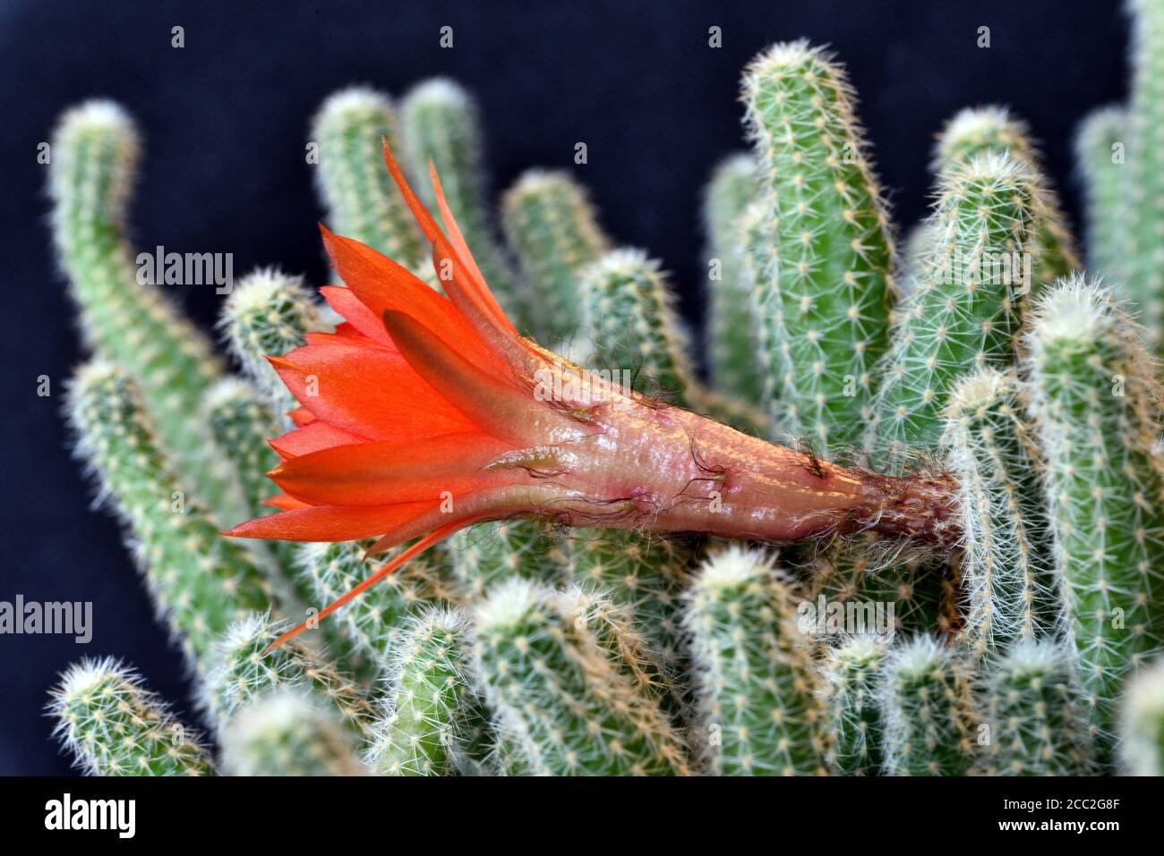 La fleur partiellement ouverte du cactus Ladyfinger (Mammillaria sp) Dans le sud de l'Angleterre Banque D'Images