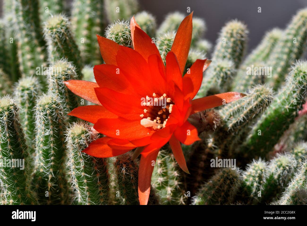 La fleur entièrement ouverte du cactus Ladyfinger (Mammillaria sp) Dans le sud de l'Angleterre Banque D'Images