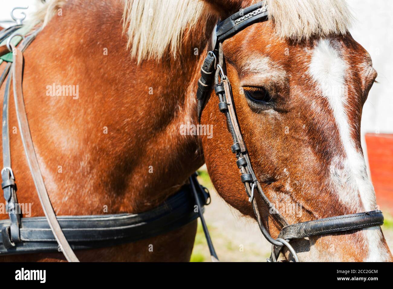 Gros plan de la face d'un cheval dans un harnais Banque D'Images