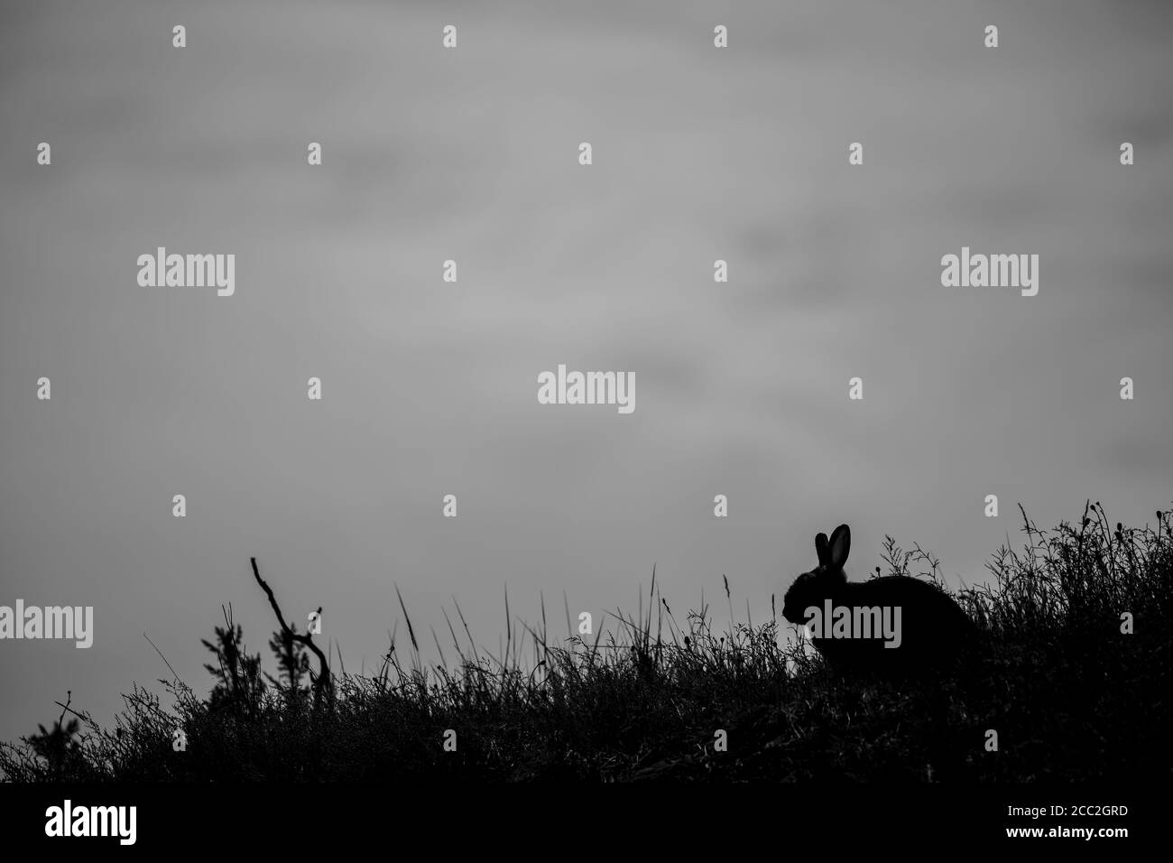 Vue latérale en noir et blanc du lapin sauvage en silhouette sur le flanc du Royaume-Uni au crépuscule. Ciel vide gris, espace de copie utile pour la couverture/l'affiche du livre. Banque D'Images