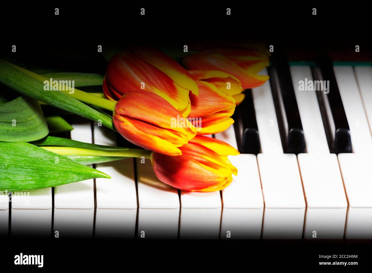 Tulipes sur le piano. Le concept de musique romantique et de mélodies Photo  Stock - Alamy