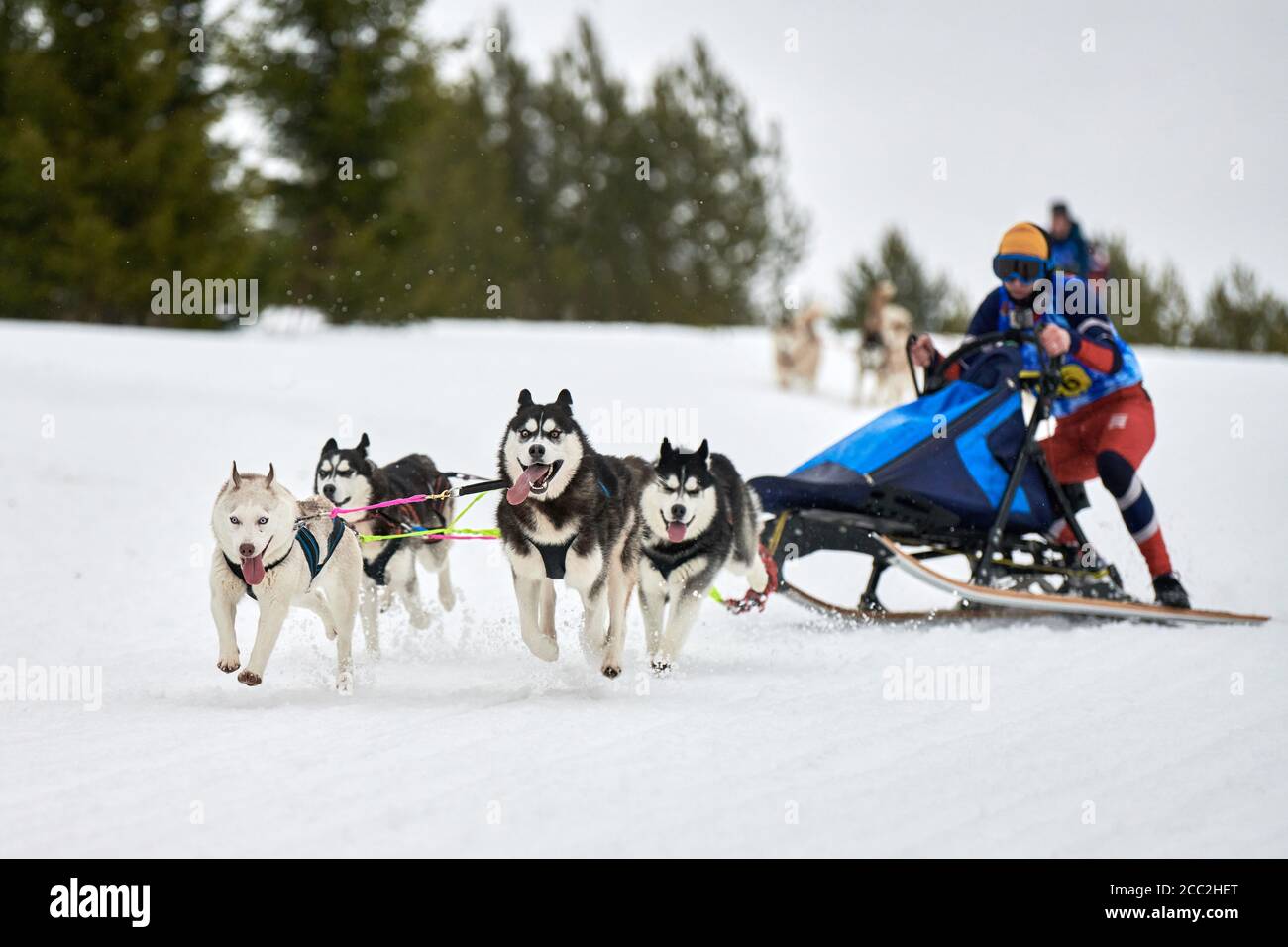 Courses de chiens de traîneau Husky. Compétition d'équipe de traîneau