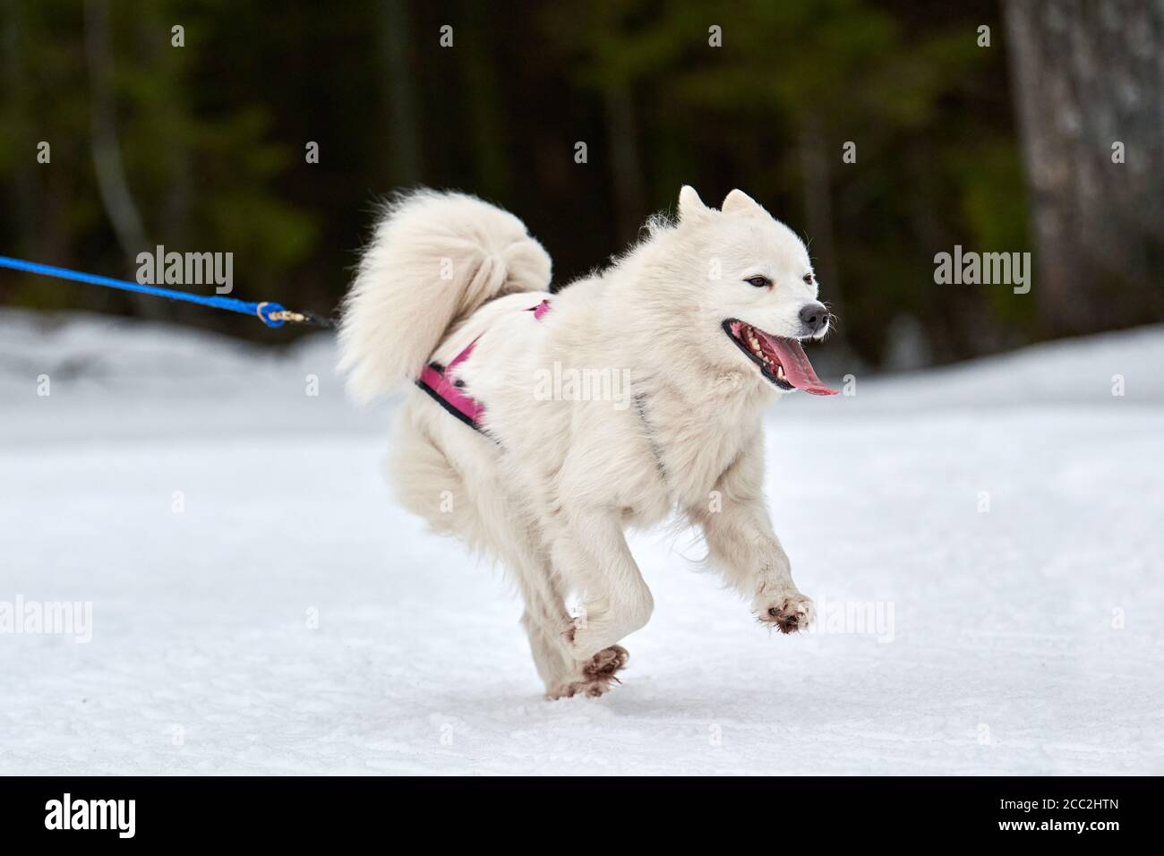 Course de chien de Smoyed sur des courses de chiens de traîneau.  Compétition d'équipe de traîneau de sport de chien d'hiver. Chien de Samoyed  dans harnais tirer le skieur ou le traîneau