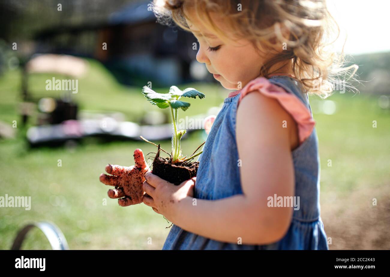 Petite fille avec des mains sales dehors dans le jardin, concept de style de vie durable. Banque D'Images