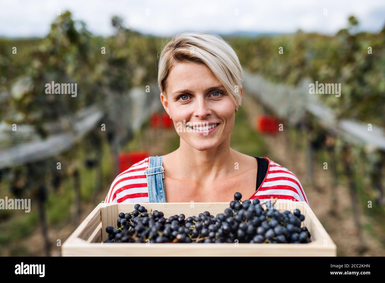 Portrait de femme tenant des raisins dans le vignoble en automne, concept de récolte. Banque D'Images